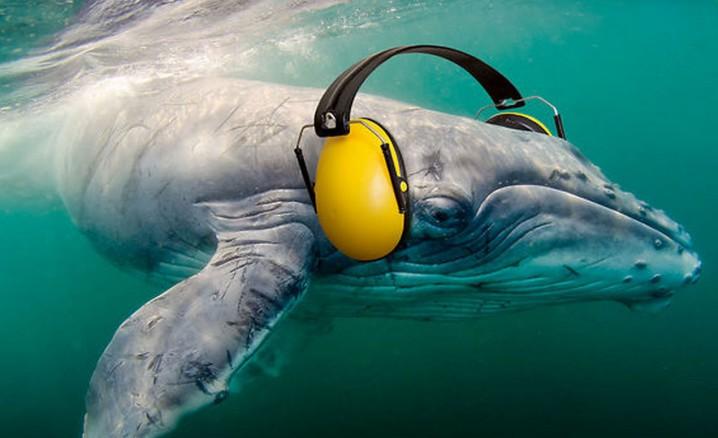 The effects of human-generated sound on marine mammals | Communicating