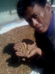 Indonesian farmer holding digested, uncleaned, unroasted coffee beans.