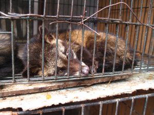 Civet in a cage looking very sad
