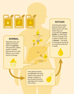 A visual demonstrating the metabolic switch from using glucose to fatty acids