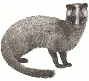 masked palm civet