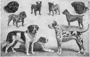 Many Dogs