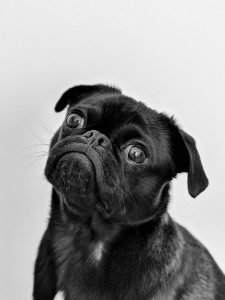 Image of a pug