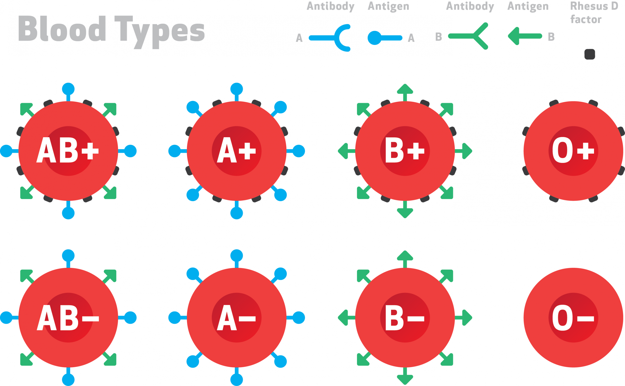 A diagram that shows the surface of different blood types.