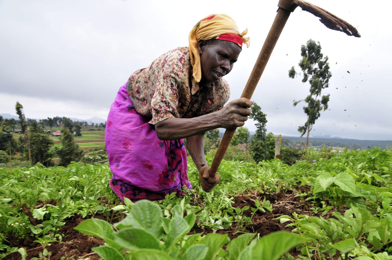 food-shortage-fear-not-communicating-science-2019w112