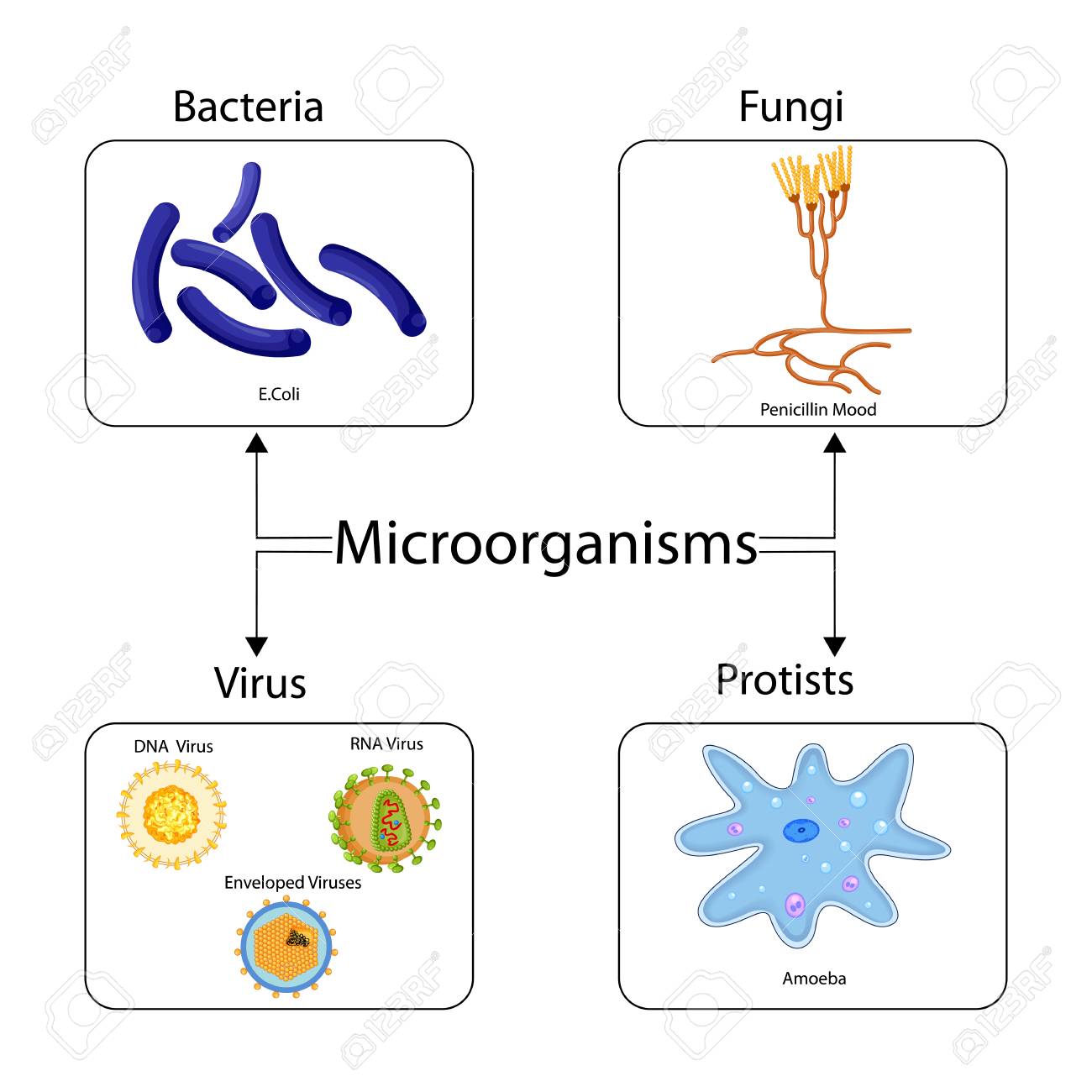 List 96+ Pictures Different Types Of Microorganisms With Pictures Updated