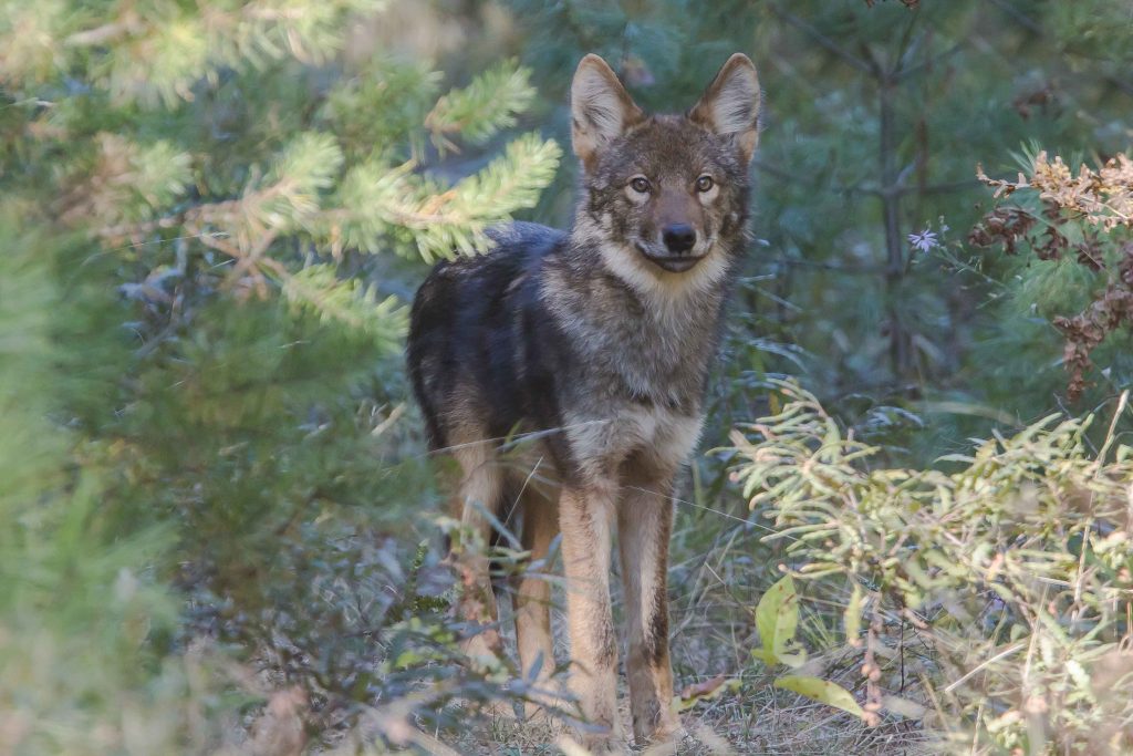 Is Eastern Wolf a Distinct Species? | Communicating Science (2019w210)