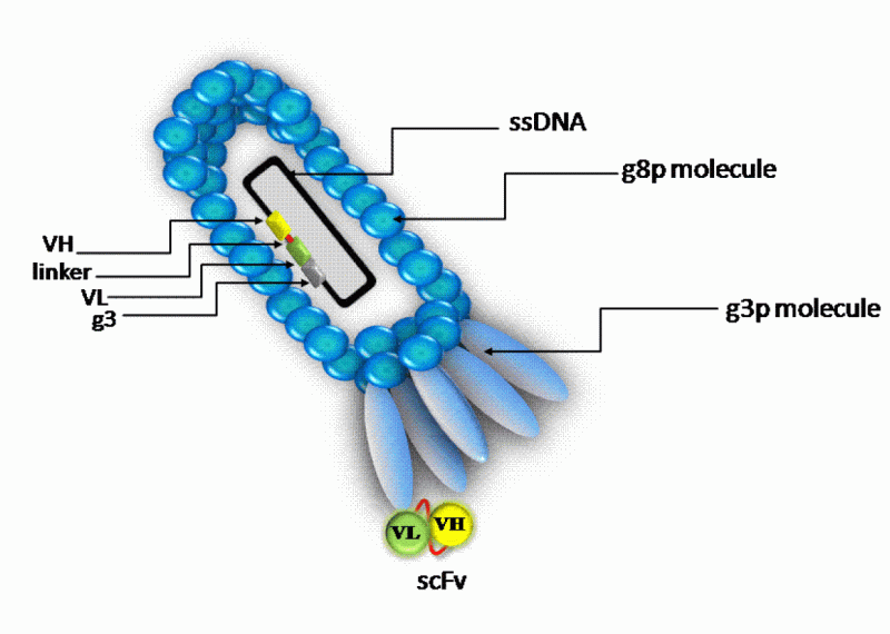 vimr lab phage