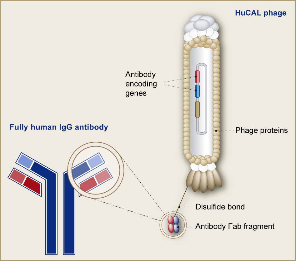phage display for antibody production