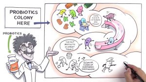 cartoon shows how probiotics help us to regulate a healthy life