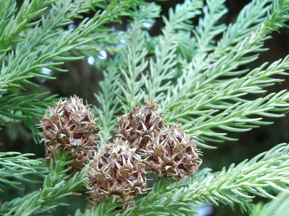 Cryptomeria japonica Conifers of UBC