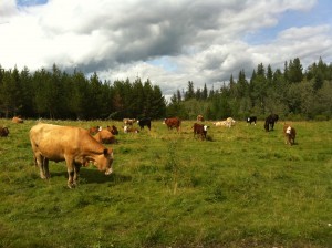 Family Farm in Quesnel