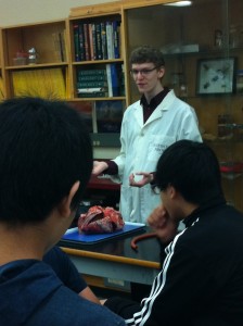 Cow Heart Dissection