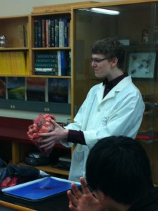 Cow Heart Dissection