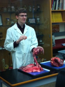 Sheep Pluck Dissection