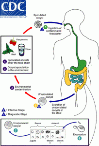 cyclospora_lifecycle