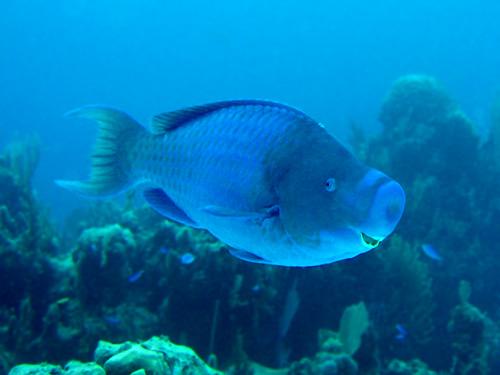 Blue Parrot Fish, looking pleased. Photo credit: Ted Papoulas 