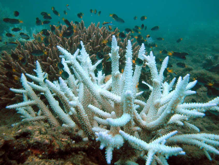 Bleached Staghorn coral Photo credit: Wikipedia