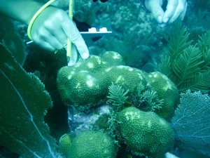 Assessing coral health and decline in the Caribbean. Photo credit: Katelyn Dick  