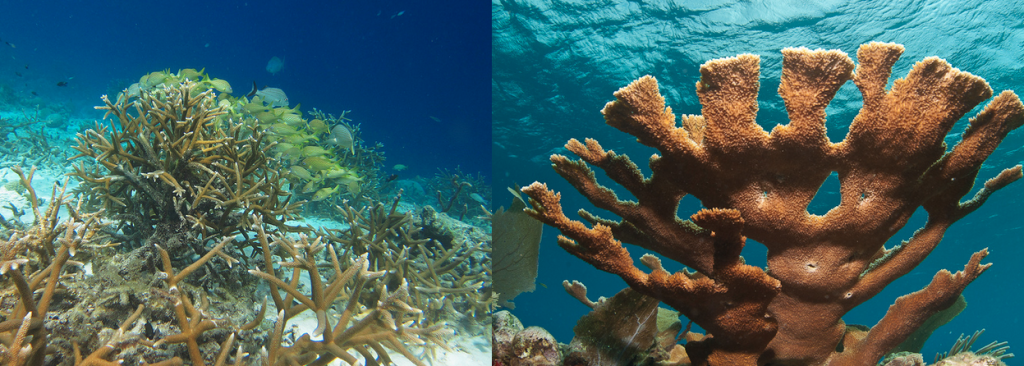 Staghorn and Elkhorn Corals (respectively) Photo credit: Flickr Galen Piehl and George Stoyle