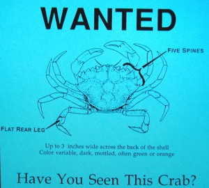 Poster used to help communities identify the invasive green crab from native ones. Courtesy of www.exoticsguide.org.