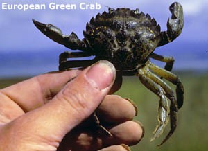 Photo of a green colour morph of the European Green Crab. Courtesy of wdfw.wa.gov.