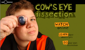 Cow's Eye Dissection from Exploratorium