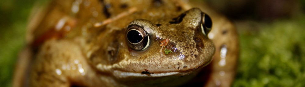 the role of frog dissection in education