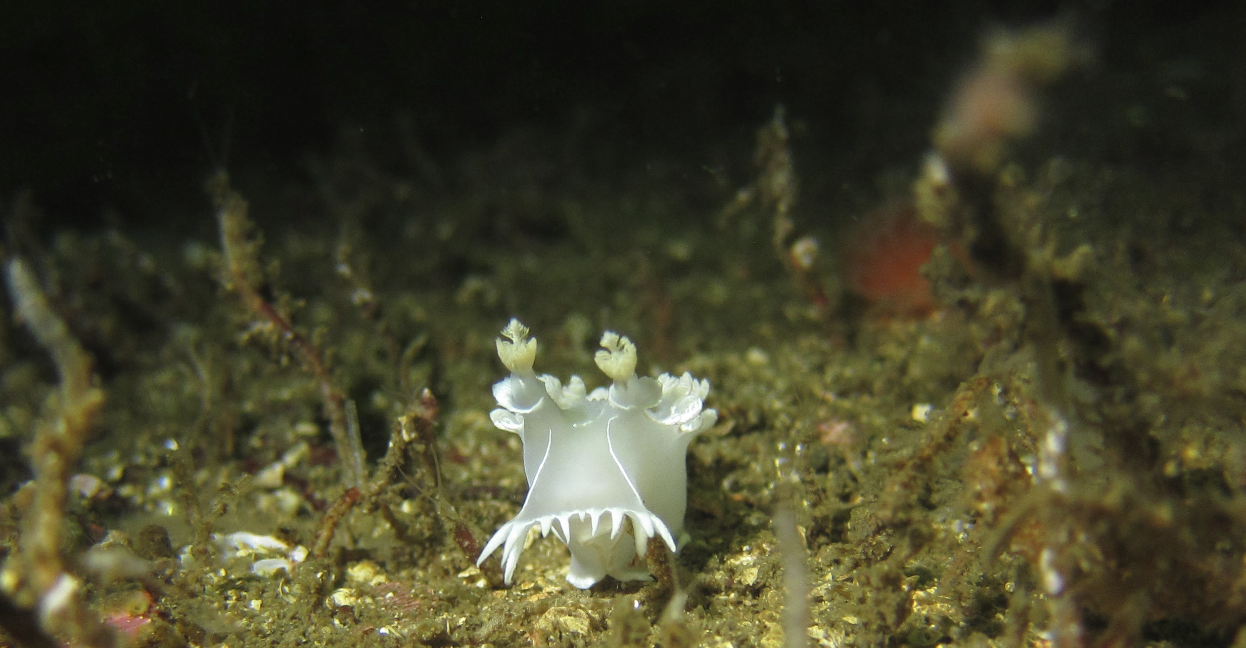 Changing the ocean, for the better!