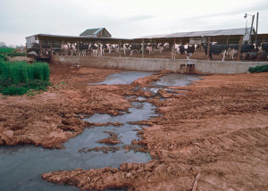 Much of the waste produced by agriculture enters water ways untreated.