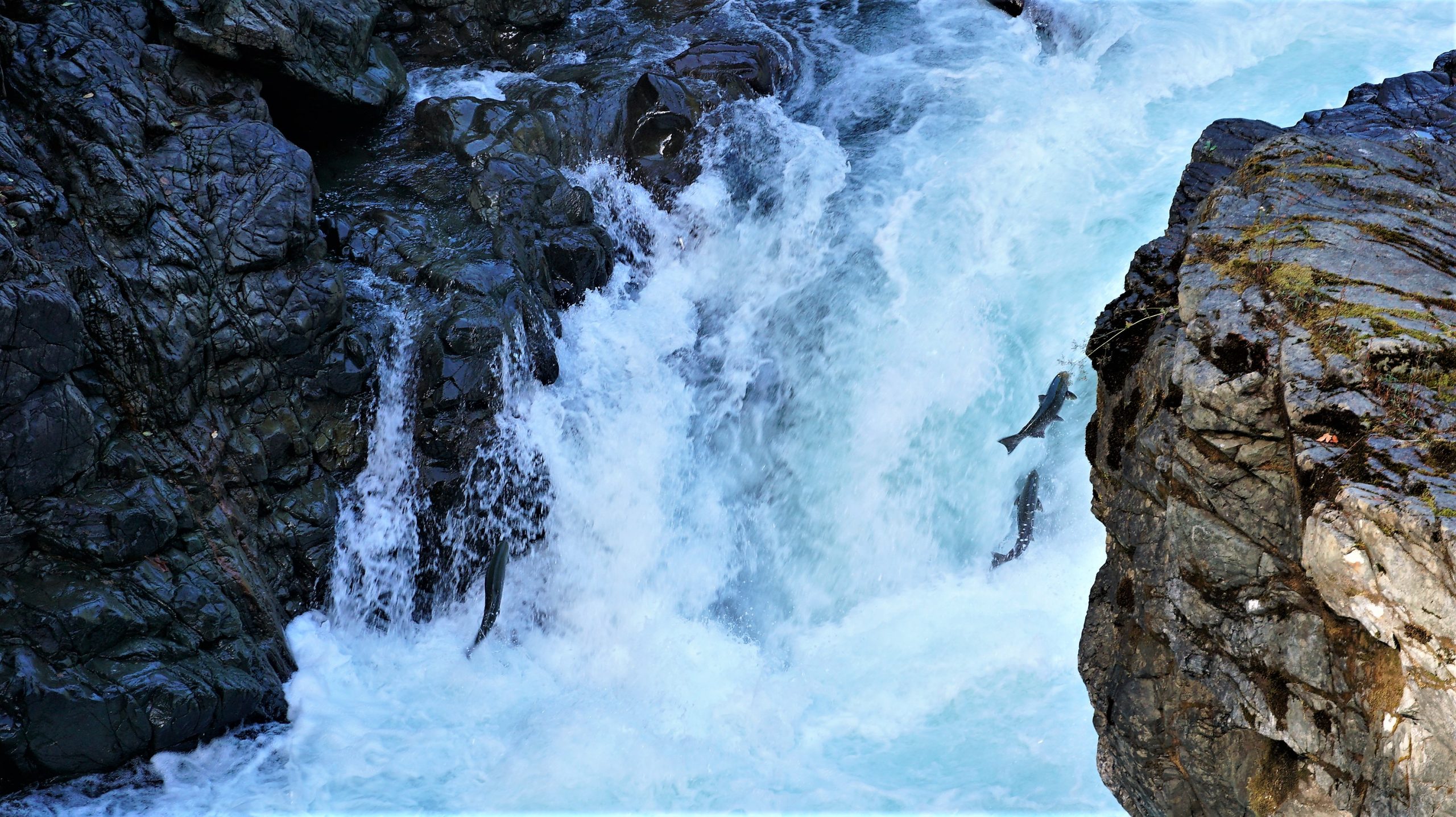 Stamp River Falls BC | David Moulton