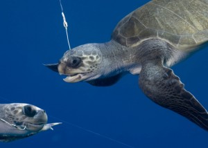 Sea turtles hooked on a longline as a result of bycatch. Credit:http://www.worldfishing.net/news101/industry-news/longline-bycatch-restricted-to-17-loggerheads