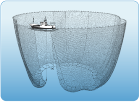 Purse seine net. Credit: http://www.williambakhos.com/picshlz/pacific-ocean-food-chain-diagram