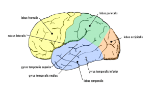 Brain