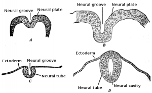 Development_of_the_neural_tube