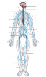 Nervous_system_diagram