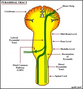 Pyramidal Tract