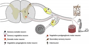 Spinal Cord and Spinal Nerves