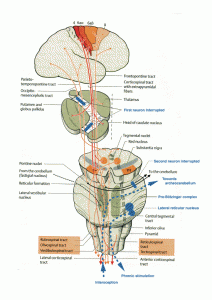 schema_pbo