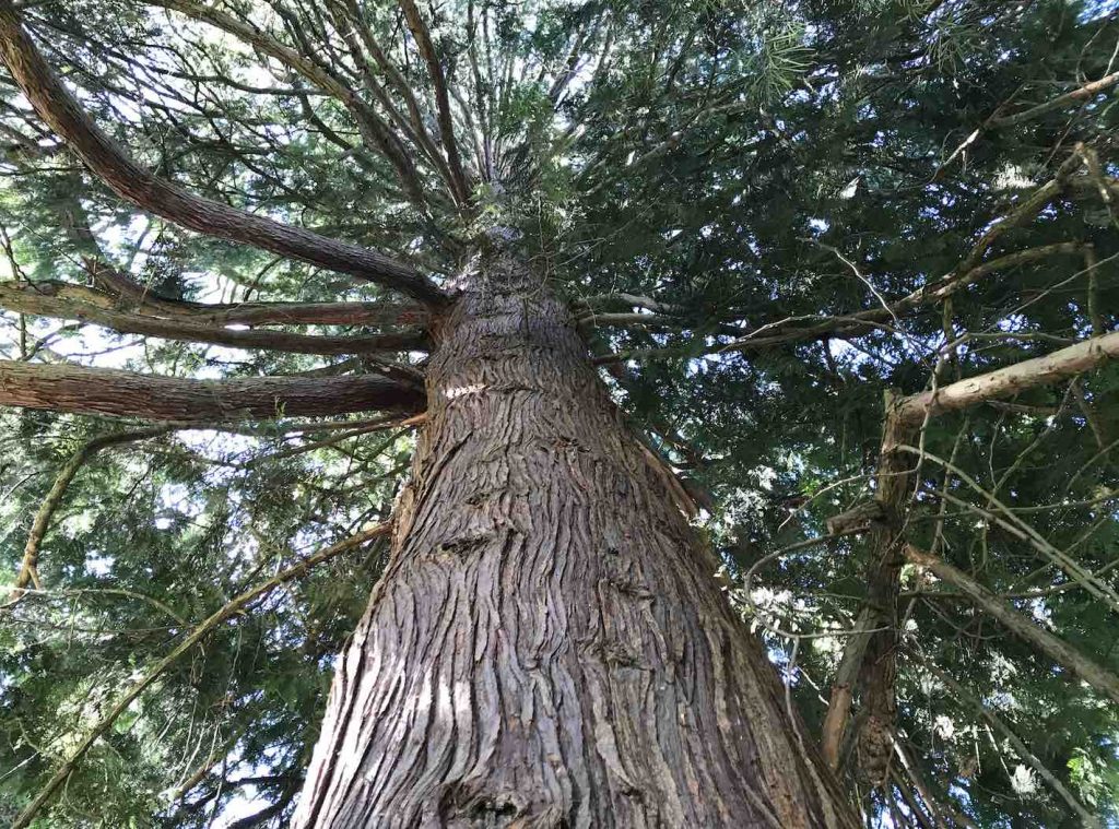 Western Red Cedar