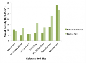 Shoot density of sites six months after 2014 planting by SeaChange for sites with data for planting beds and native beds.