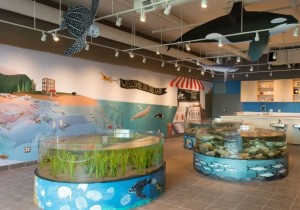 Eelgrass meadows are a focus ecosystem in the new wet lab at the Vancouver Aquarium. Members of the public will be educated on eelgrass importance through school programs and more every year! Photo credit: www.aquablog.ca