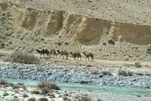 Camel caravan across the river in Afganistan