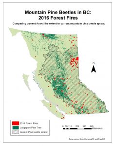 ForestFire