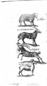 boreman ibex