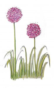 10.1 allium sphaerocephalon