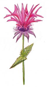 11.2 monarda didyma