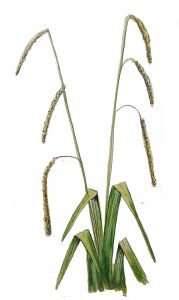 12.1 carex pendula