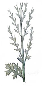 13.1 artemisia absinthum