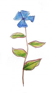 13.3 ceratostigma plumbaginoides